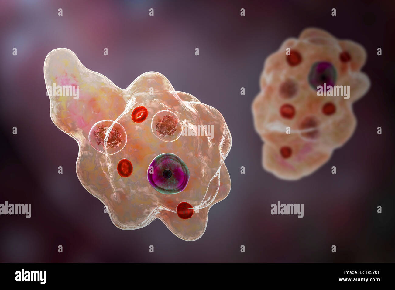 Parasitic amoeba, illustration Stock Photo