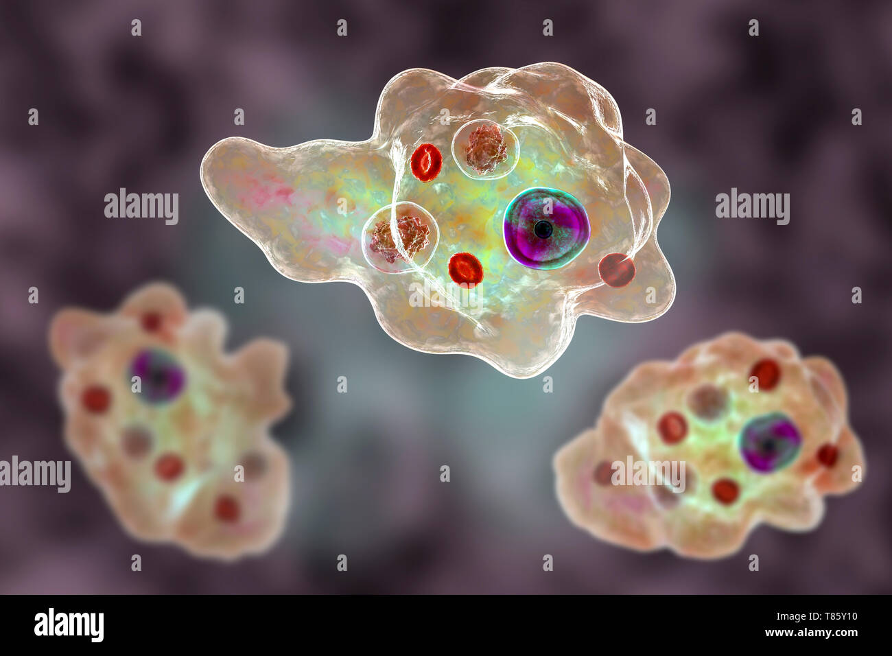 Parasitic amoeba, illustration Stock Photo