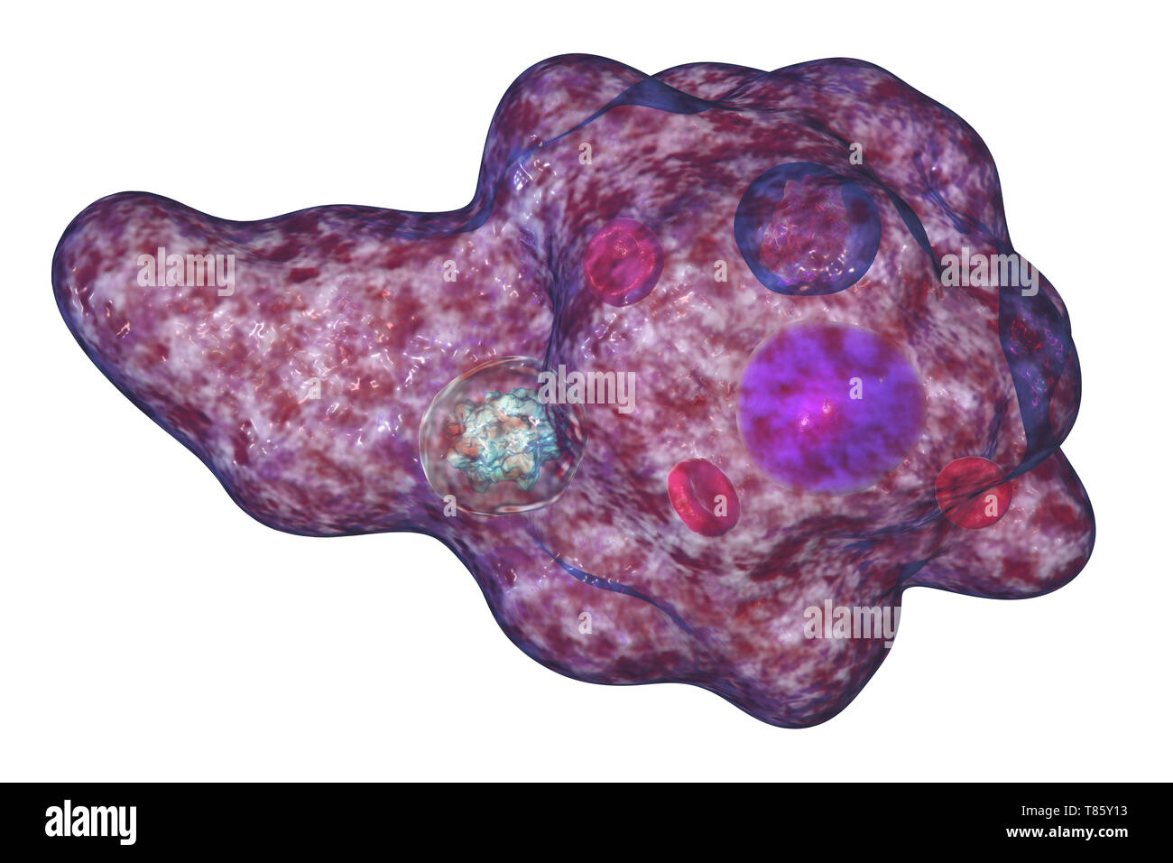 Parasitic amoeba, illustration Stock Photo