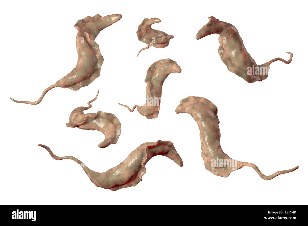 Chagas disease parasite, illustration Stock Photo