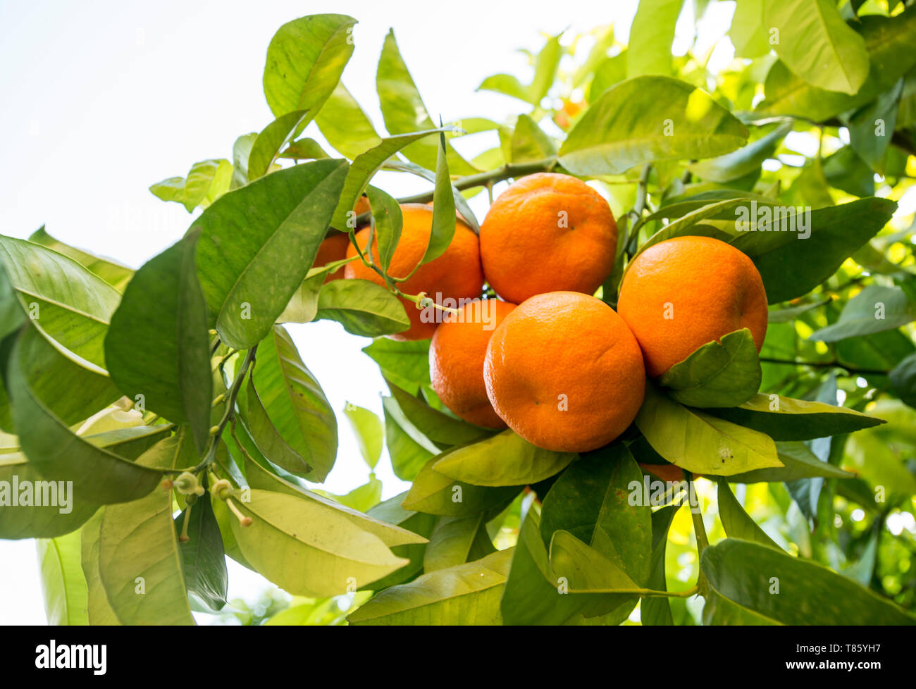 Cluster of oranges in a courtyard of Seville Stock Photo