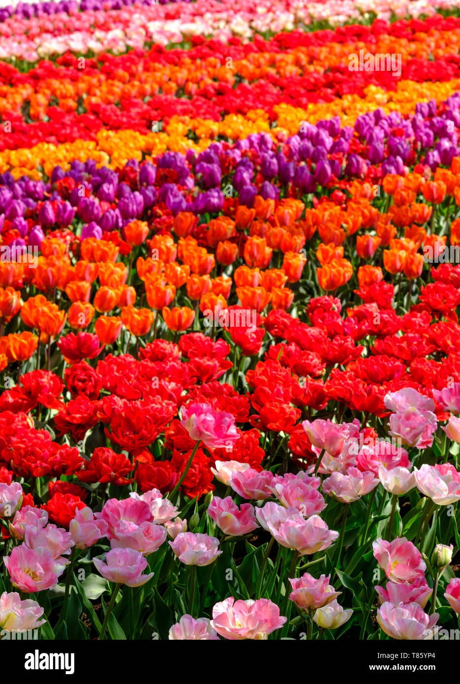 Tulip rows near Lisse
