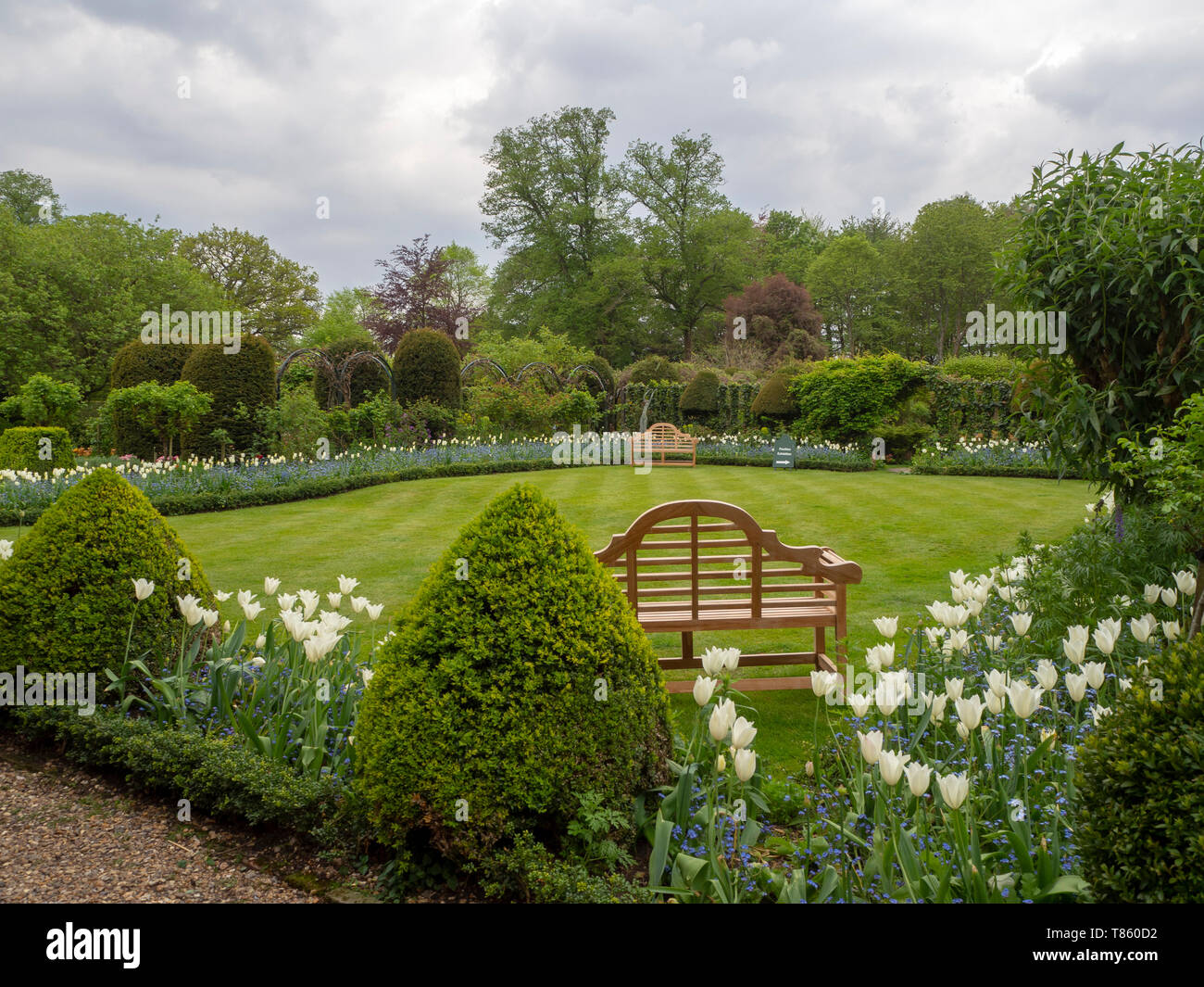 Chenies Manor Gardens Spring fresh in early May; lawn, garden bech seats, topiary and White Triumphator tulip borders. Stock Photo