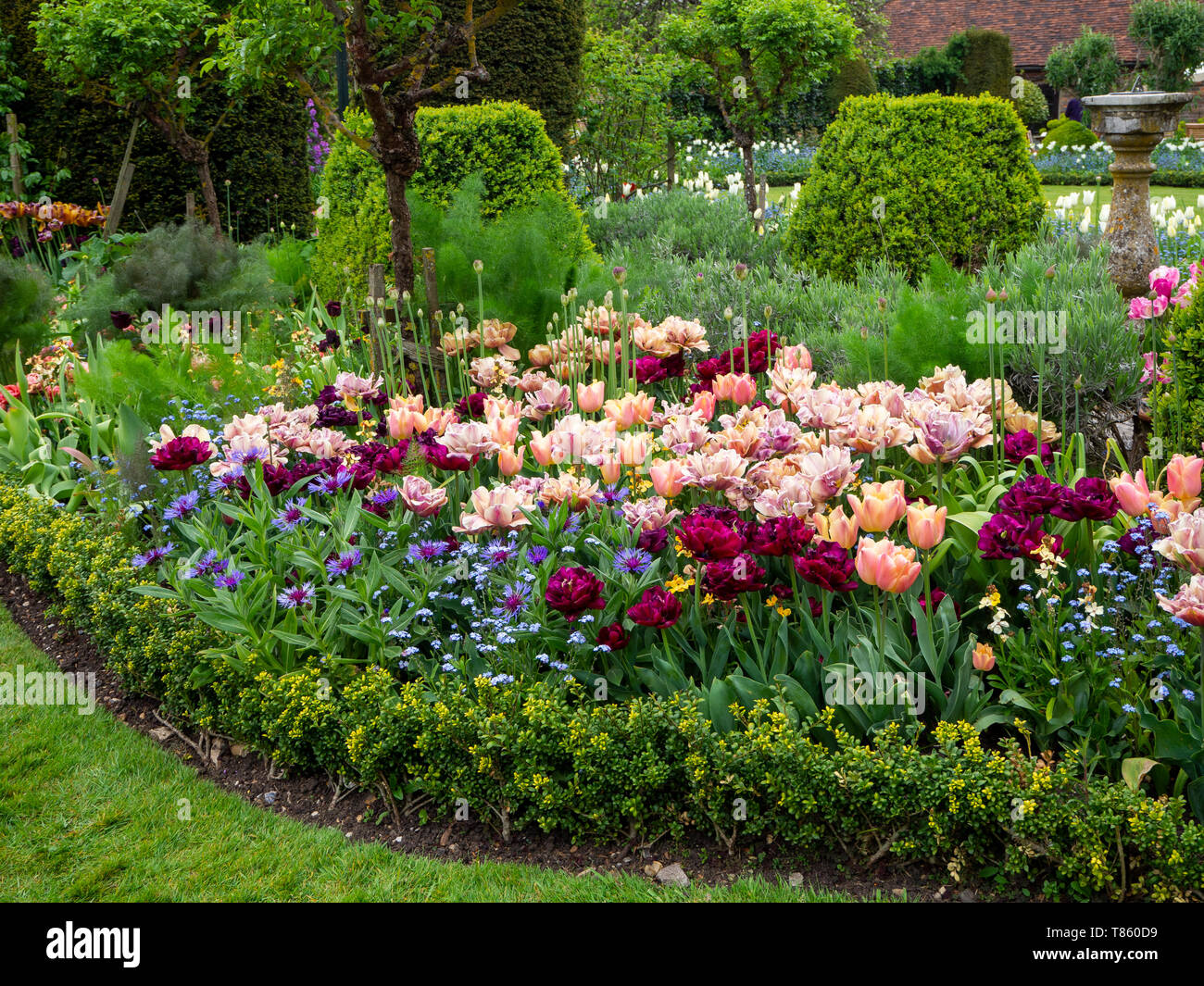 Chenies Manor Gardens in early May featuring La Belle Epoque tulips mass planted with Antraciet tulips,foliage,Centaurea, Myosotis and topiary. Stock Photo