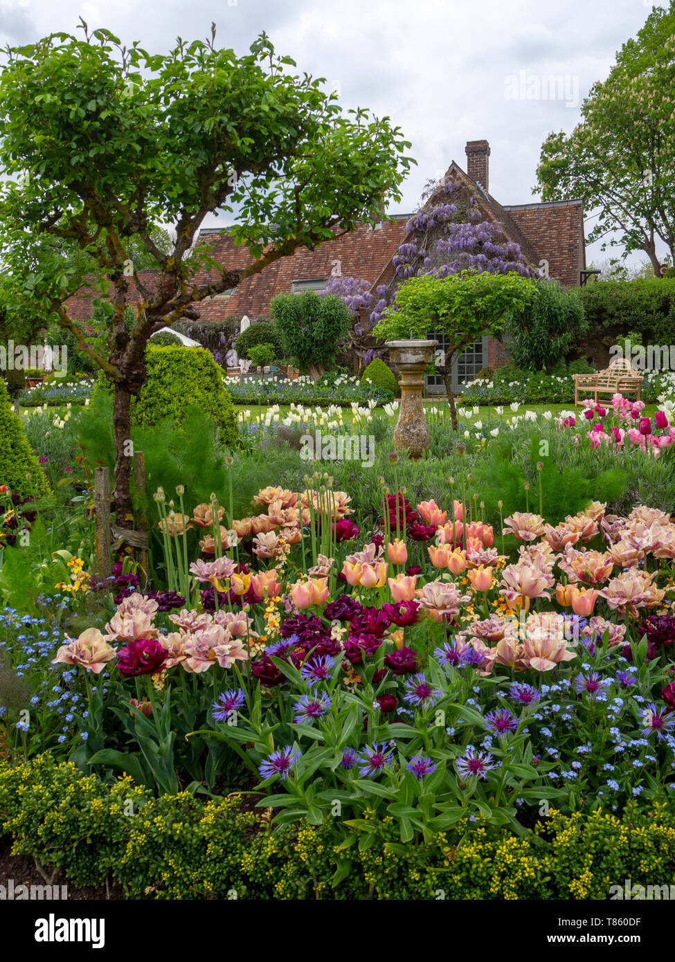 Chenies Manor Gardens in early May featuring La Belle Epoque tulips mass planted with Antraciet tulips and foliage. Portrait view with old buildings. Stock Photo