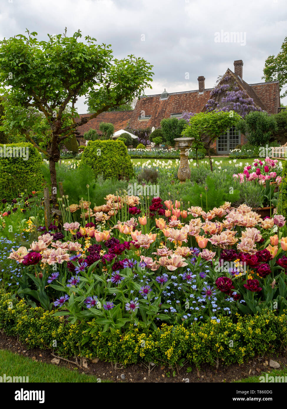 Chenies Manor Gardens in early May featuring La Belle Epoque tulips mass planted with Antraciet tulips and foliage. Portrait view with old buildings. Stock Photo