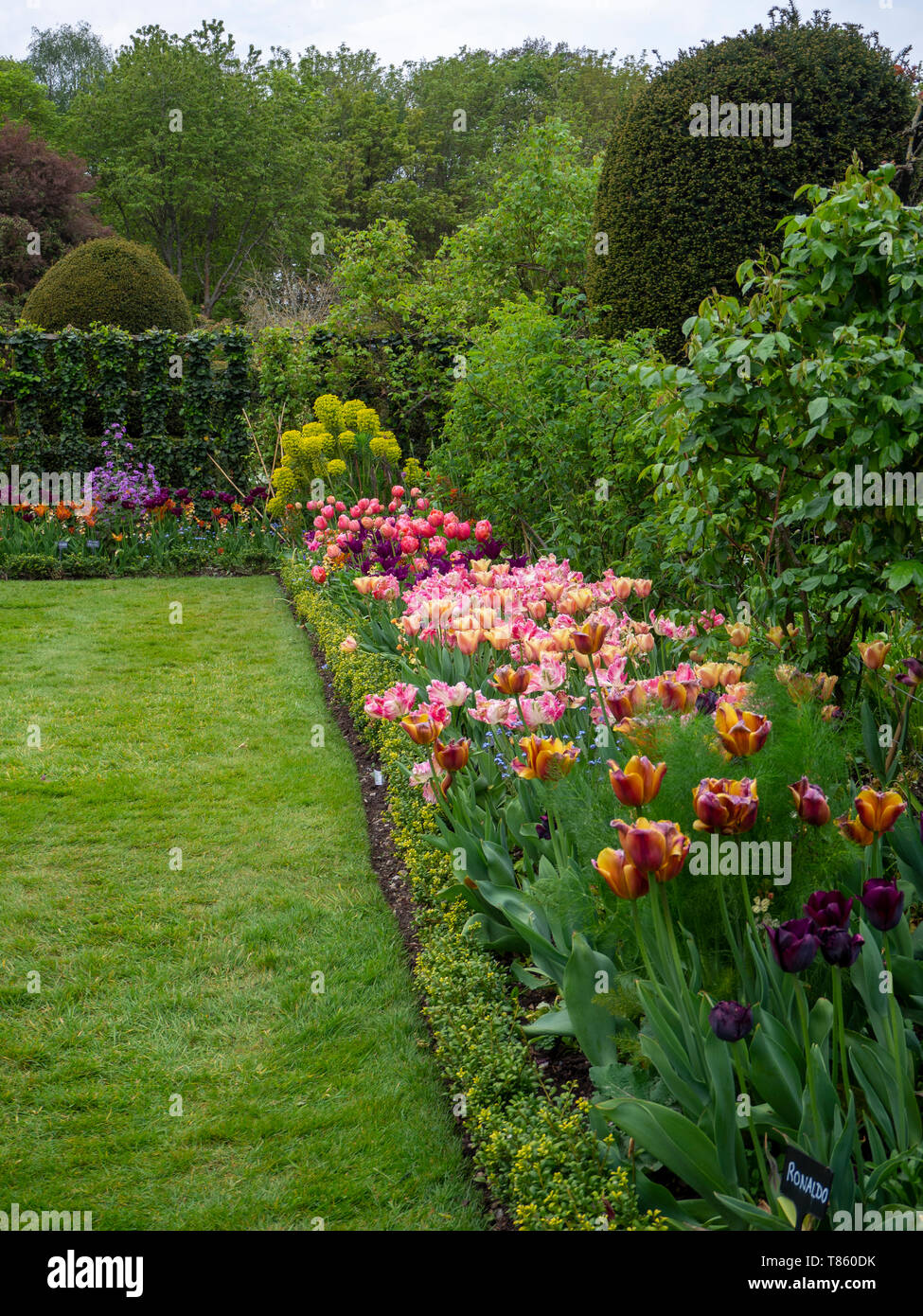 Portrait of Chenies Manor Gardens tulip border in early May with trellis, Euphorbia, topiary and shades of pink, orange and purple tulips.. Stock Photo