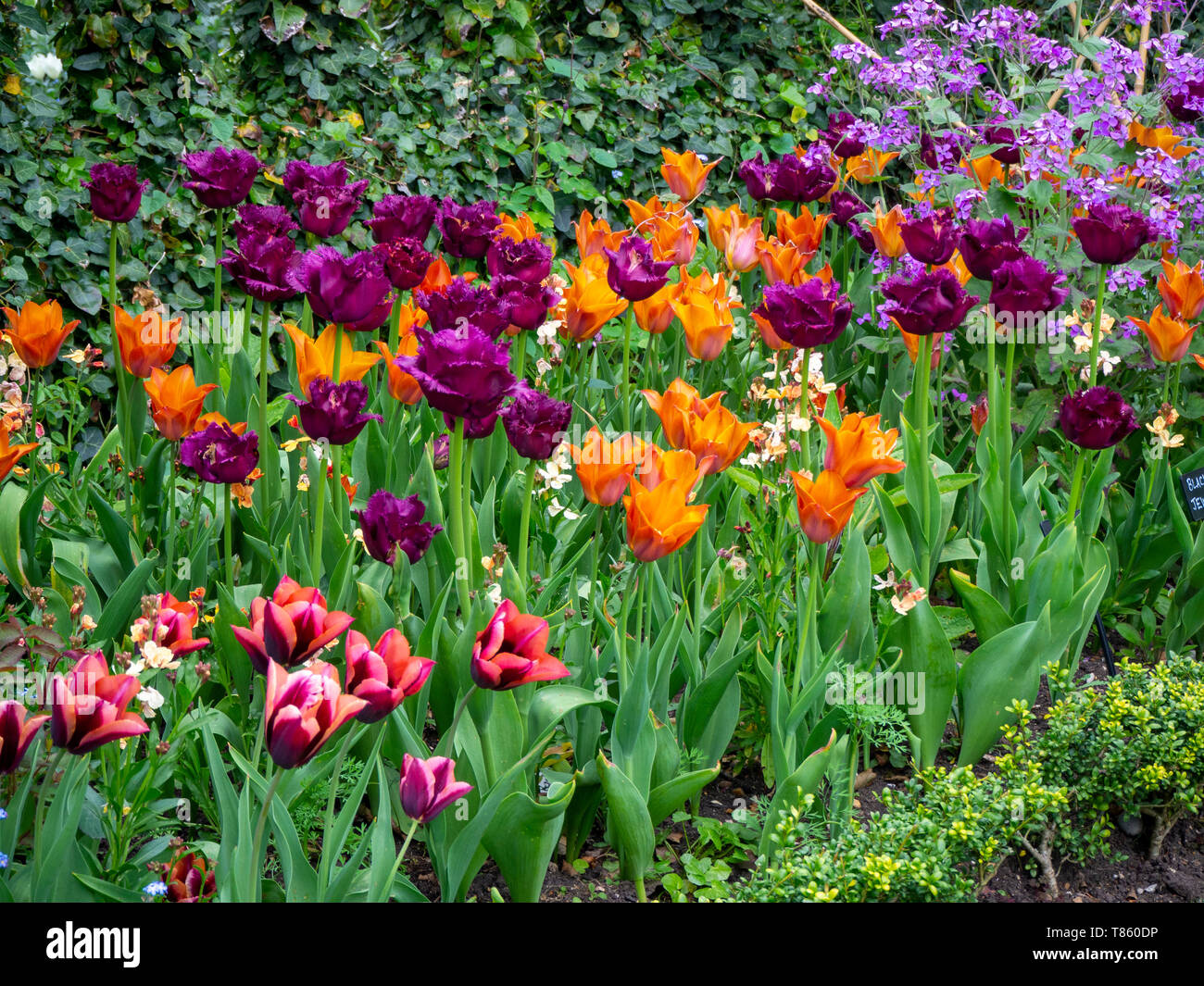 Chenies Manor Gardens in early May detail of Tulip border with vibrant colours of orange, purple and maroon; including Request,Black Jewel and Slawa. Stock Photo