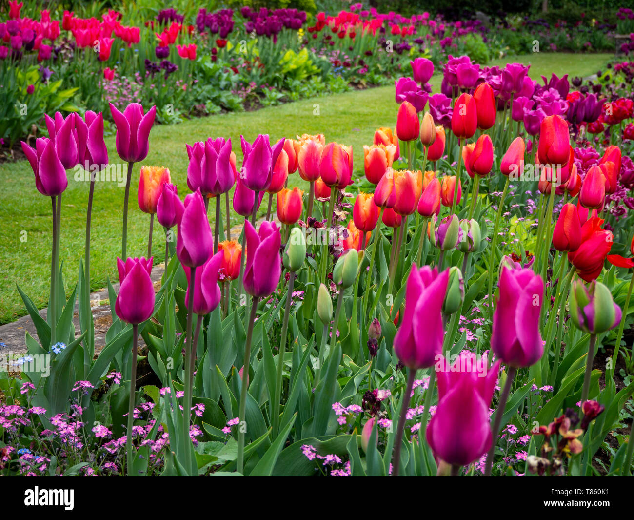 Chenies Manor Gardens in early May packed with vibrant pink, purple and apricot coloured tulips; a well tended beautiful garden in Buckinghamshire. Stock Photo