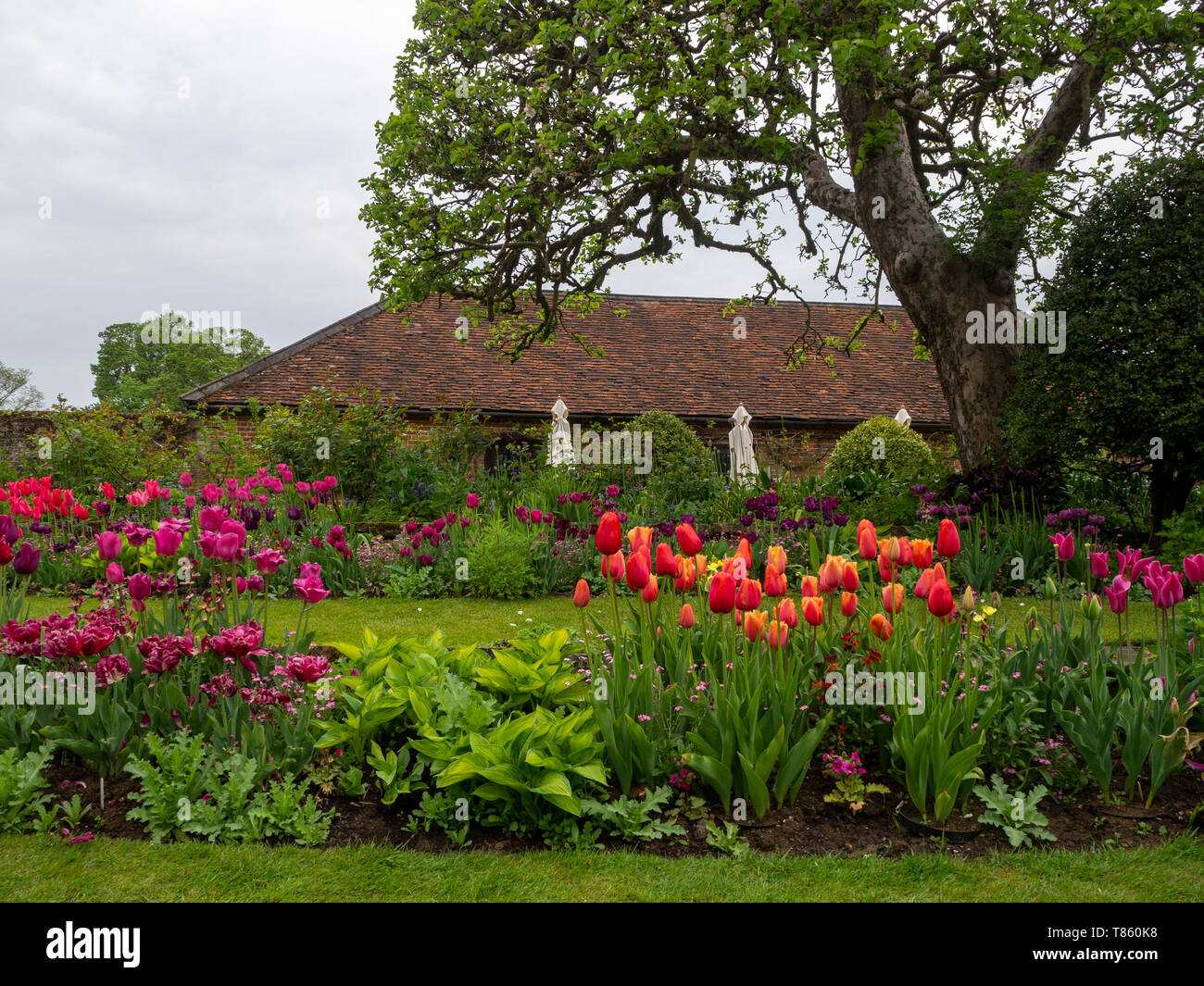 Chenies Manor Gardens in early May by the Tea room seen from the Sunken Garden in the tulip season.Queen of Marvel,Barcelona,Lambada orange and mauve. Stock Photo