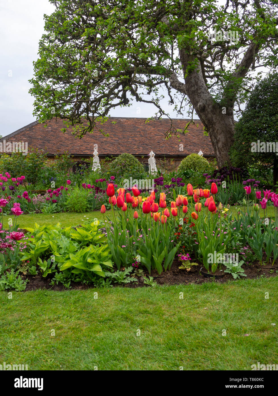 Chenies Manor Gardens in early May facing the tea room and old apple tree with colourful tulip borders in portrait view Stock Photo