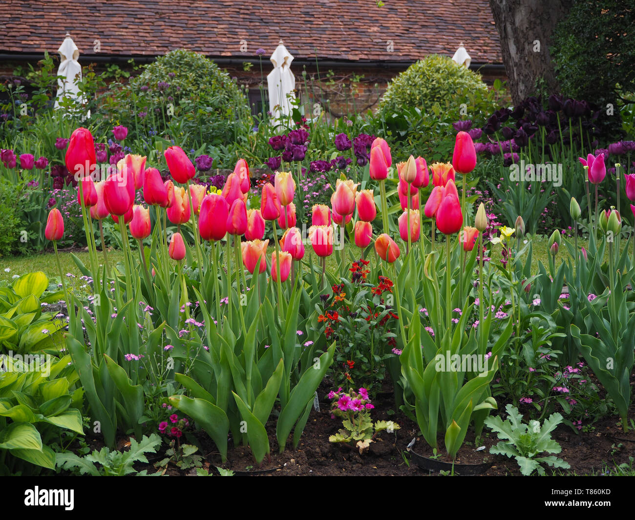 Chenies Manor Gardens in early May by the Tea room seen from the Sunken Garden in the tulip season; garden parasols at the ready; Lambada tulips too. Stock Photo