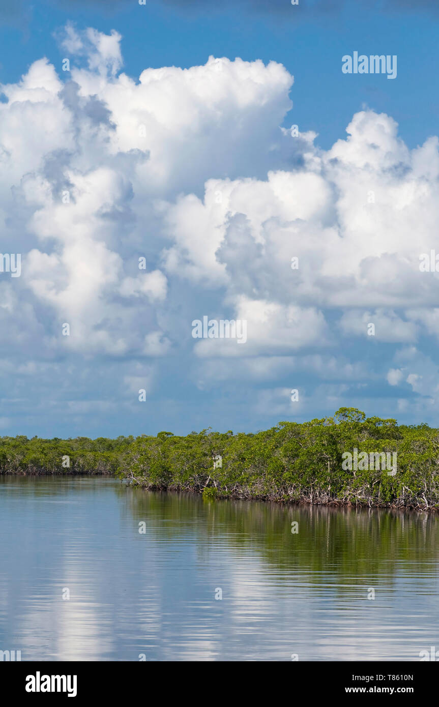 Mangrove trees florida hi-res stock photography and images - Alamy