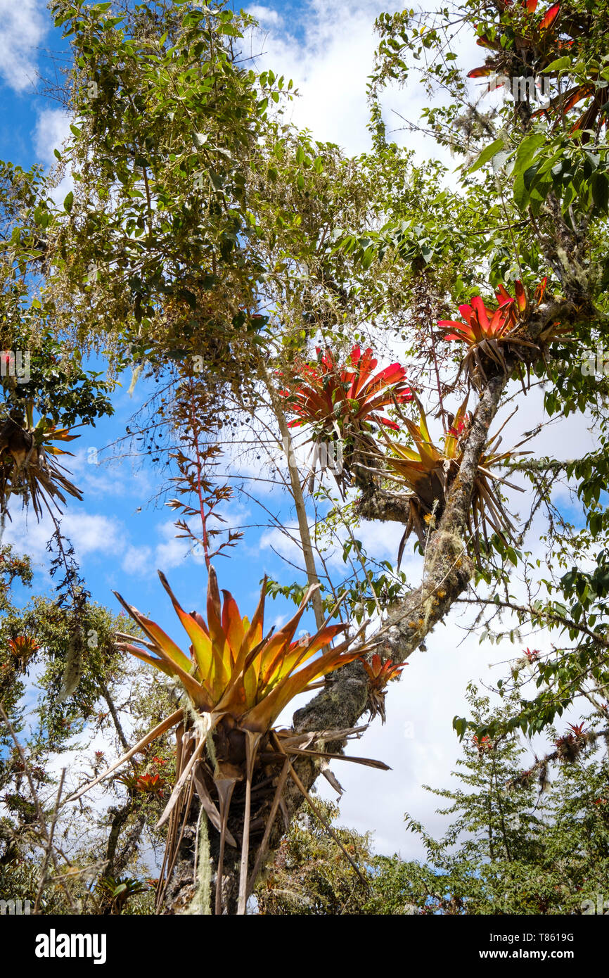 Beautiful Bromelias seen on the walled settlement of Kuélap Ruins in Chachapoyas Province, Amazonas Region, Peru Stock Photo