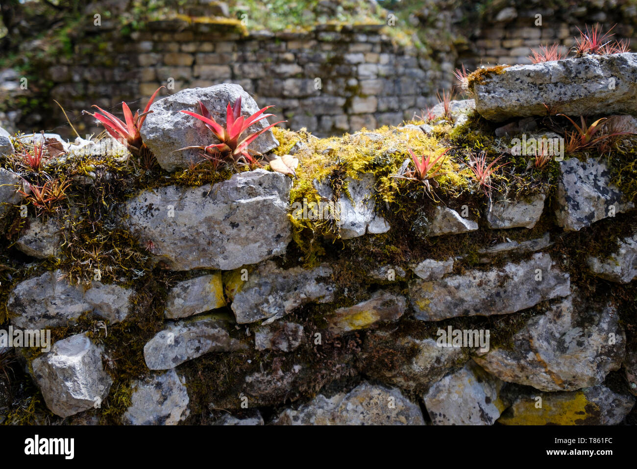 Beautiful Bromelias seen on the walled settlement of Kuélap Ruins in Chachapoyas Province, Amazonas Region, Peru Stock Photo