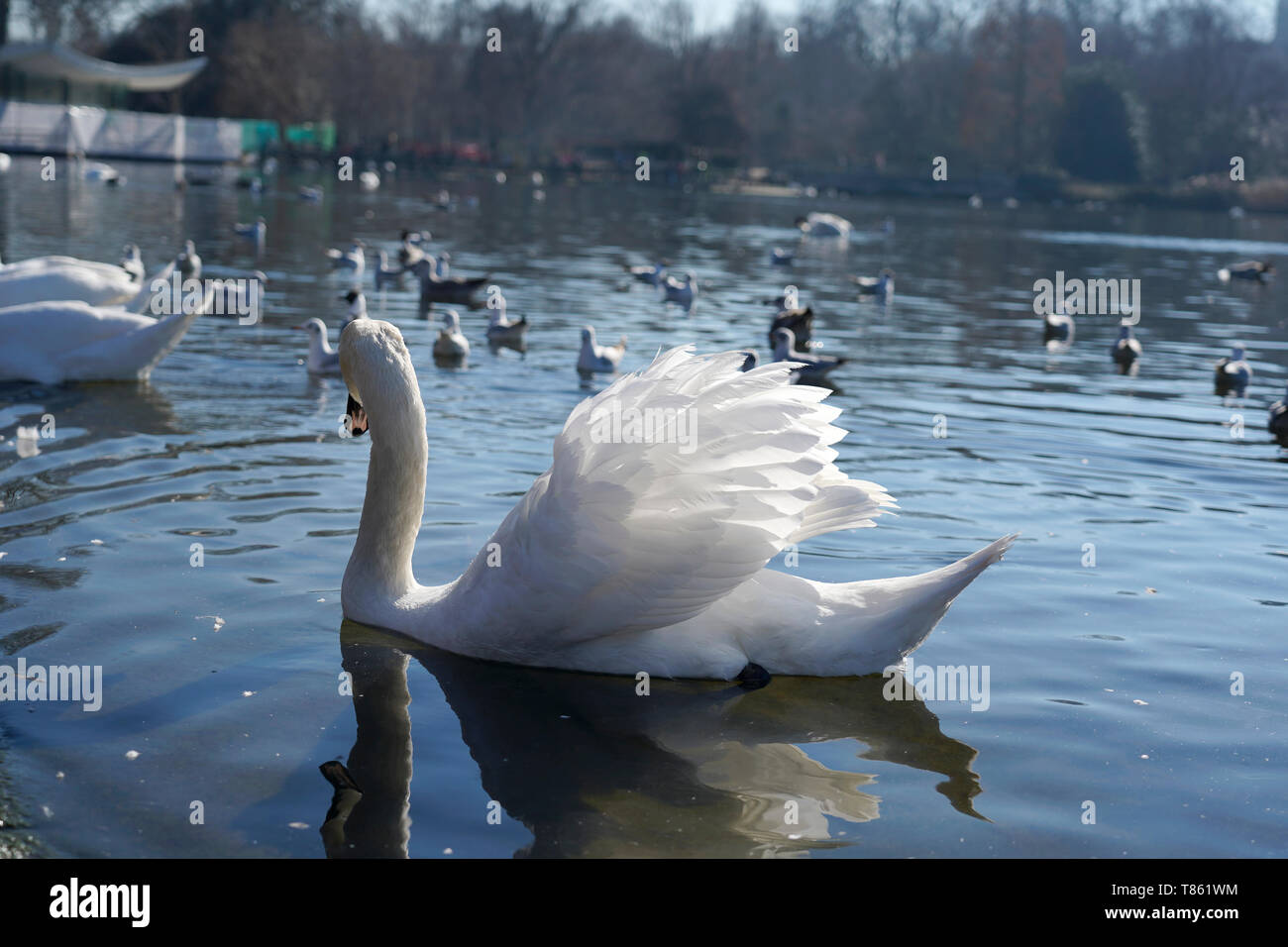 Cygnus mute swan, Serpentine Lake, Hyde Park, London Stock Photo Alamy