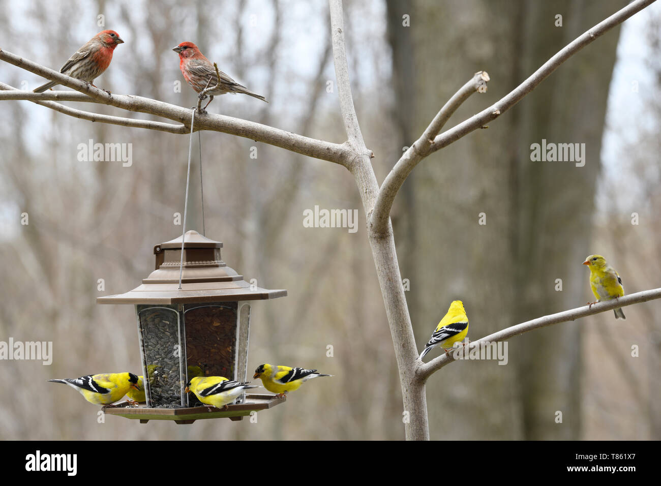 Two male House Finches above a back yard bird feeder with molting male