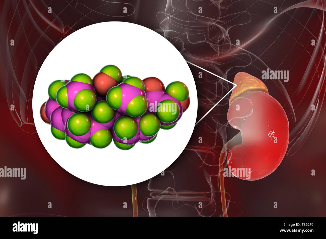 Hormone cortisol molecule and adrenal gland, illustration Stock Photo ...