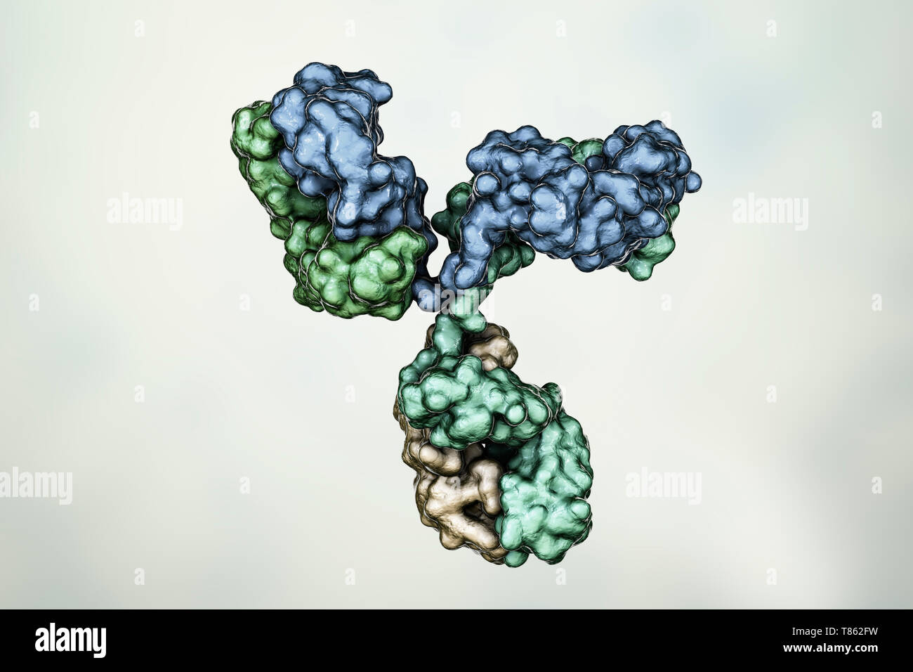 Antibody molecule structure model hi-res stock photography and images ...