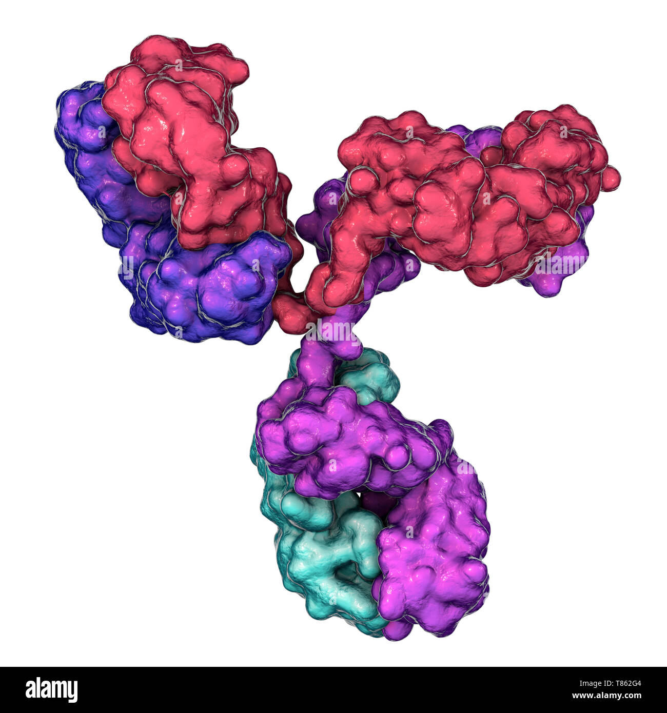 Immunoglobulin G antibody, molecular model Stock Photo Alamy