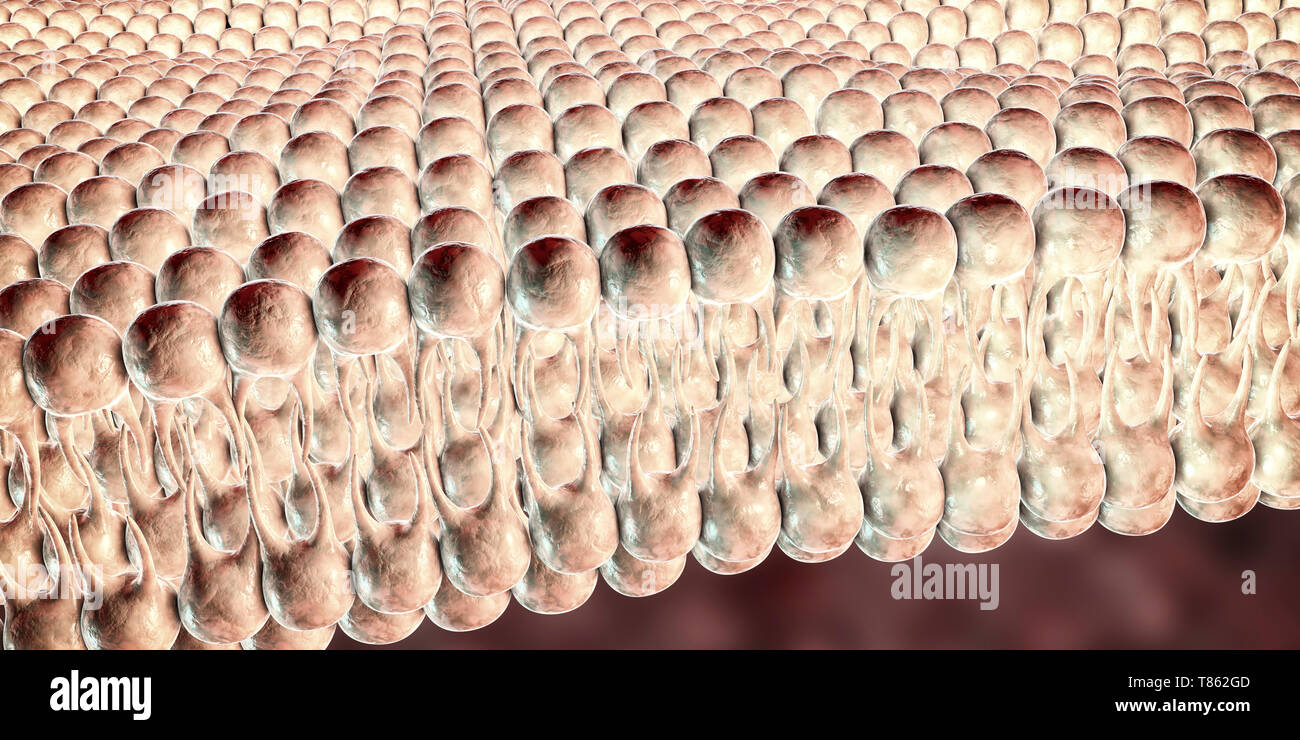 Cell plasma membrane, illustration Stock Photo