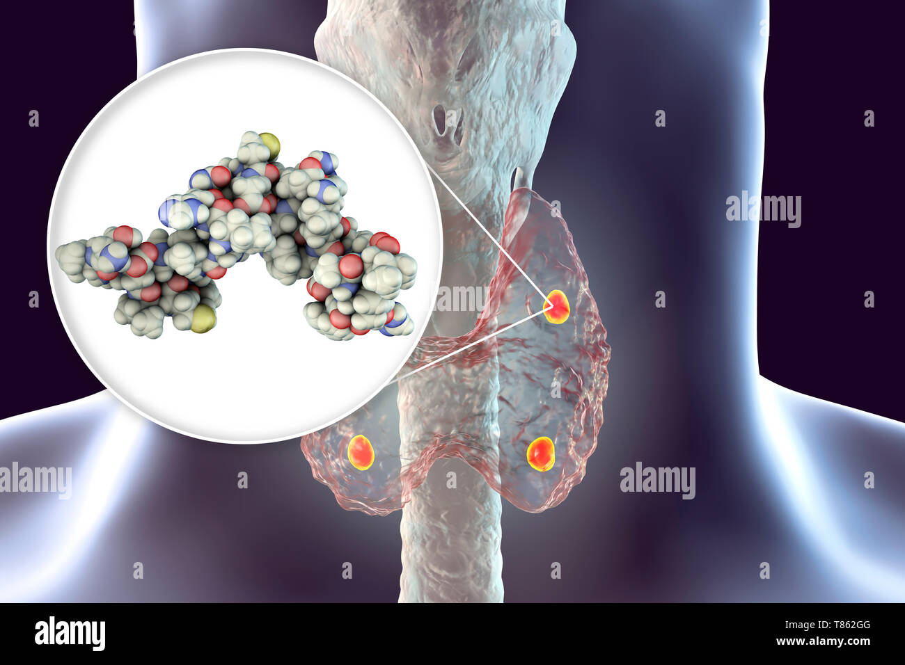 Parathyroid glands and parathyroid hormone, illustration Stock Photo