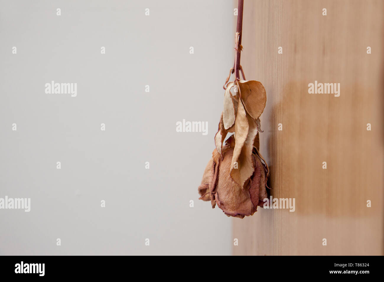 A dried purple rose hangs upside down, with petals turned crunchy and