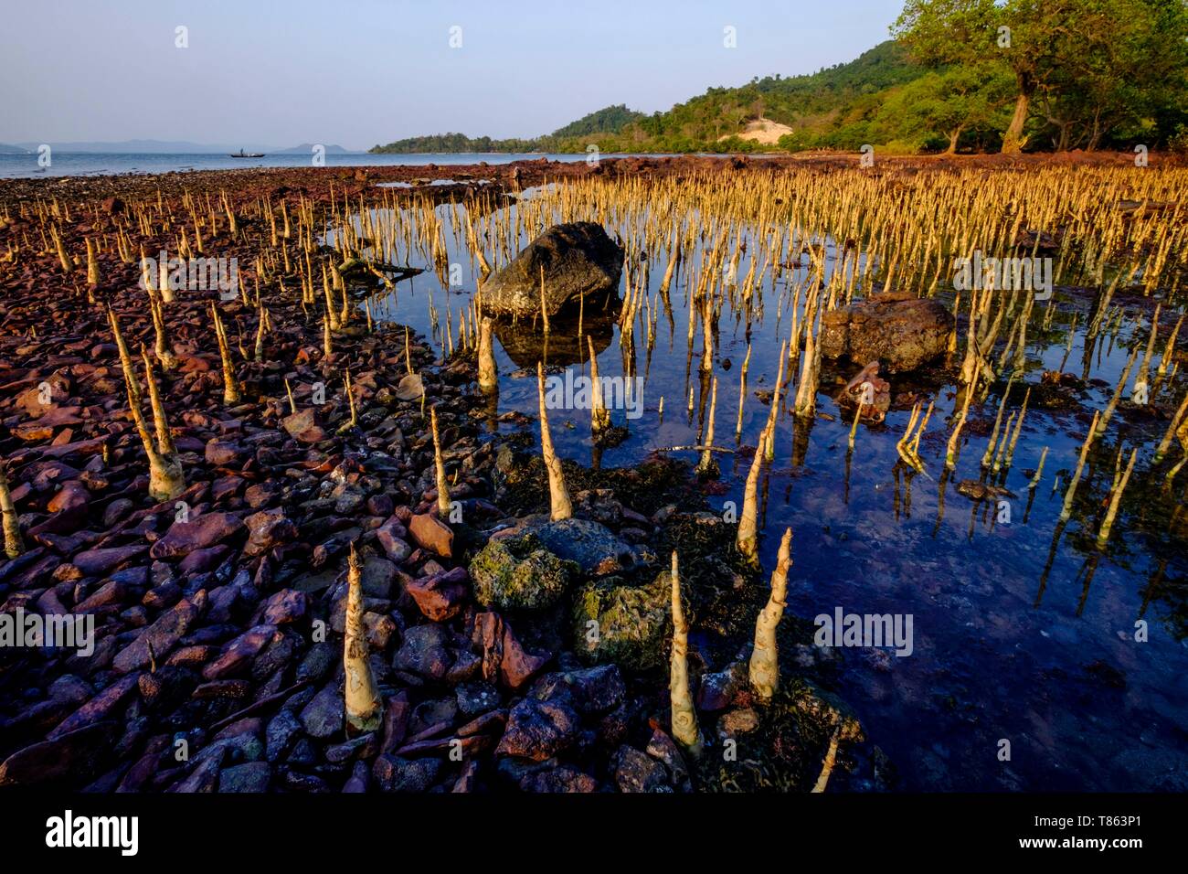 Cambodia, Kep province, Kep, Rabbit island or Koh Tonsay, mangrove ...