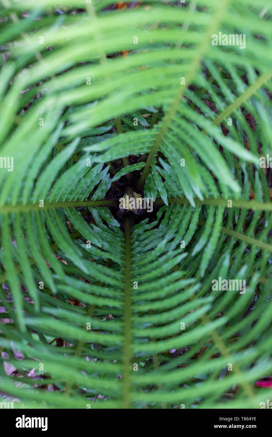 Centre of a tree fern with a new baby leaf unfurling in the middle, top down shot Stock Photo