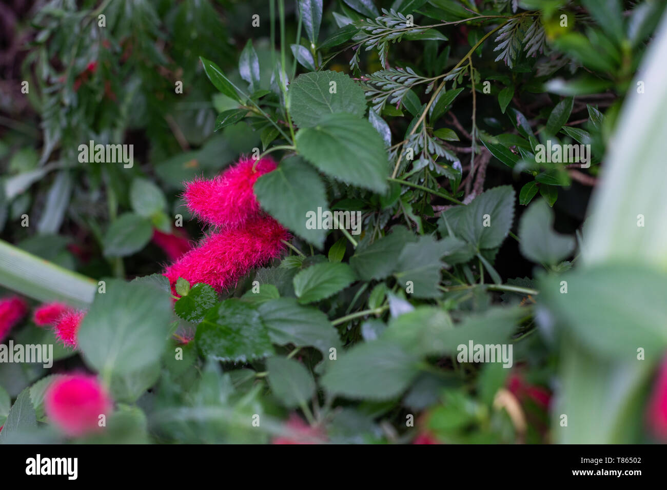 Bright pink rats tail flower surrounded by deep green foliage in a garden background Stock Photo