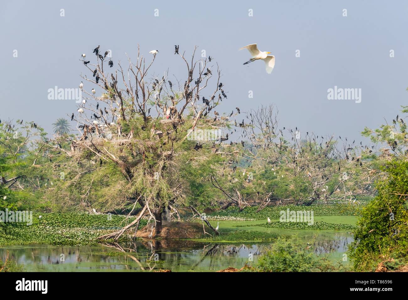 India, Rajasthan, Bharatpur, Keoladeo National Park (or Keoladeo Ghana National Park), a UNESCO World Heritage Site, is home to about 230 bird species Stock Photo