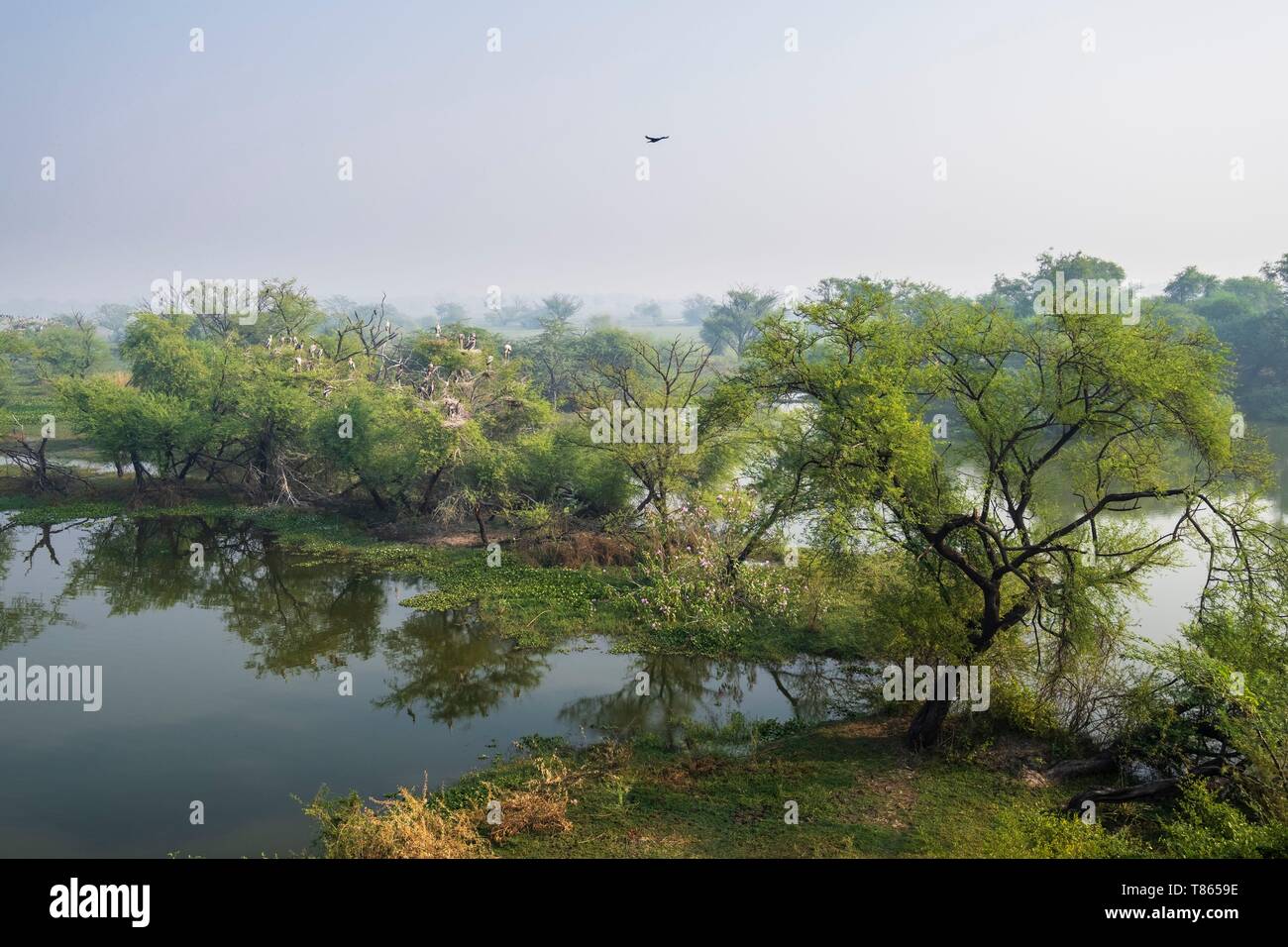 India, Rajasthan, Bharatpur, Keoladeo National Park (or Keoladeo Ghana National Park), a UNESCO World Heritage Site, is home to about 230 bird species Stock Photo