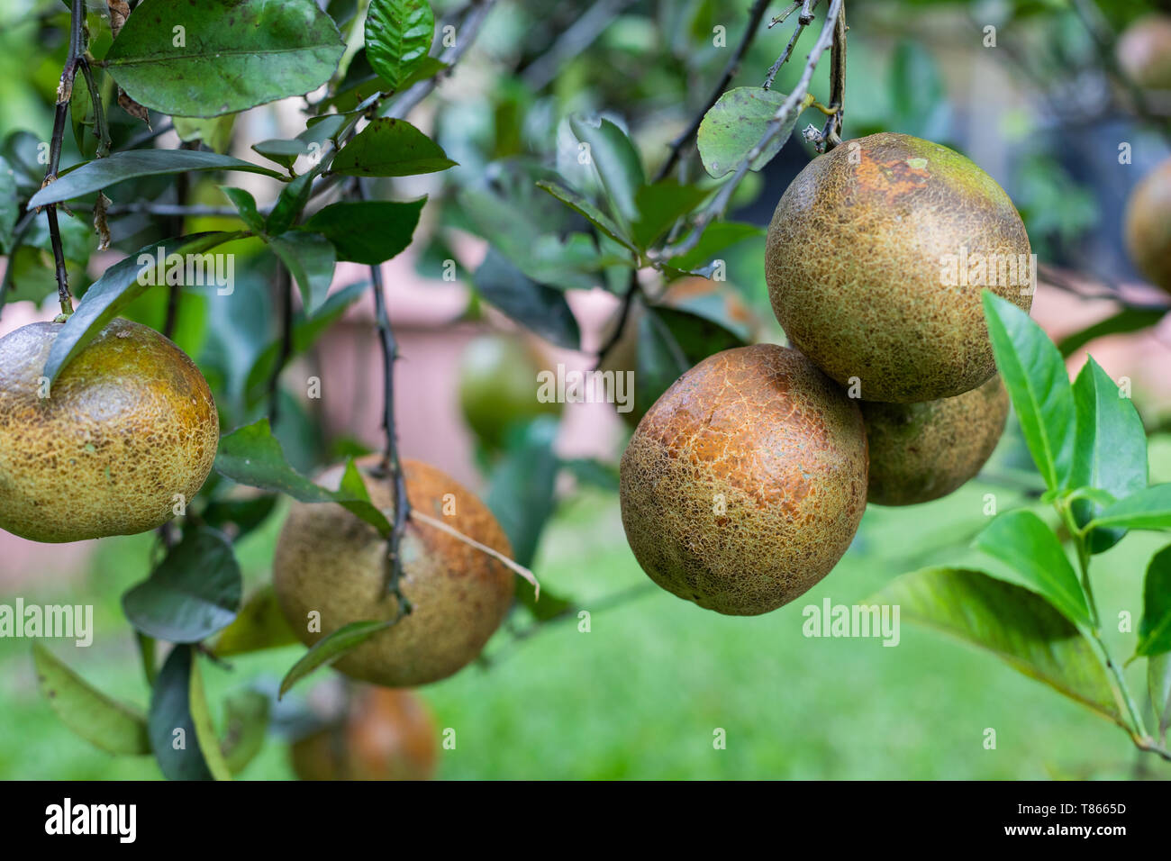 Organic Lemonade fruit (citrus limon x reticulata) with a discoloured skin condition in an Australian backyard garden Stock Photo