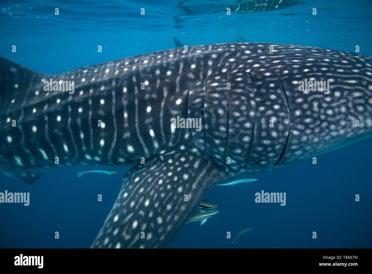 Whale shark markings hi-res stock photography and images - Alamy