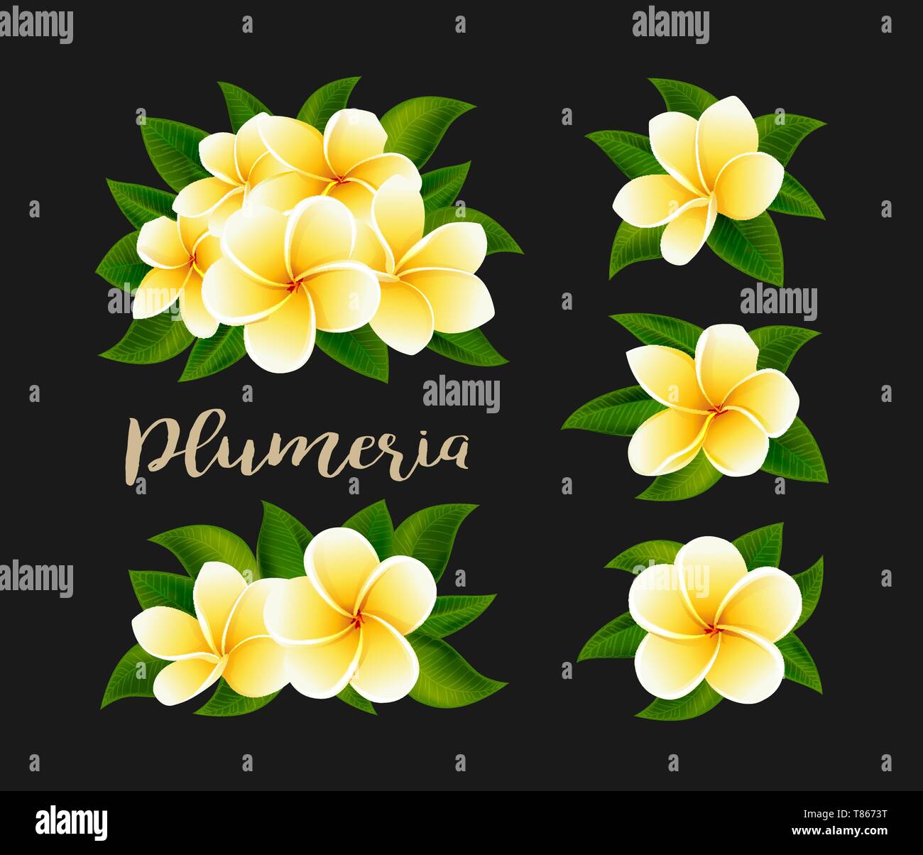 Realistic white yellow plumeria frangipani flowers with green leaves isolated Stock Vector