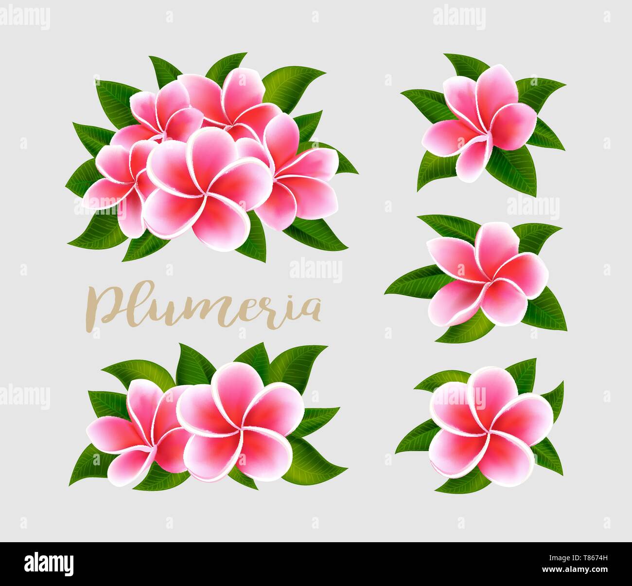 Realistic white pink plumeria frangipani flowers with green leaves isolated Stock Vector