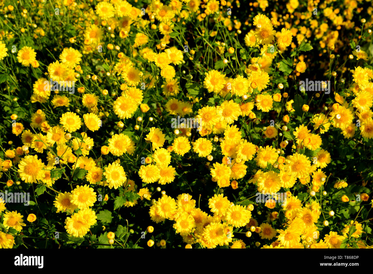 Chrysanthemum indicum hi-res stock photography and images - Alamy