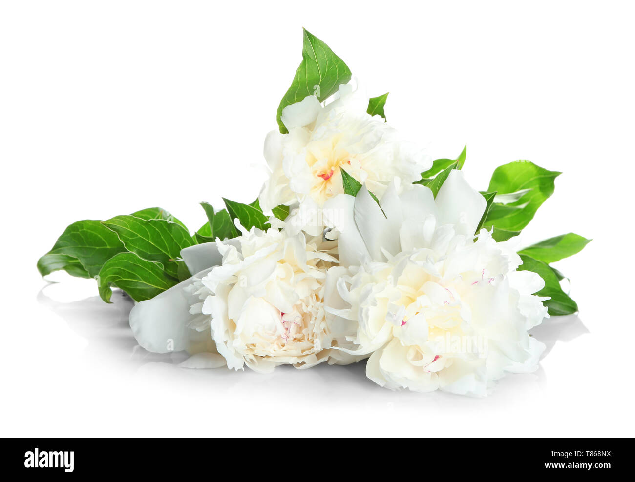 Beautiful peony flowers on white background Stock Photo - Alamy