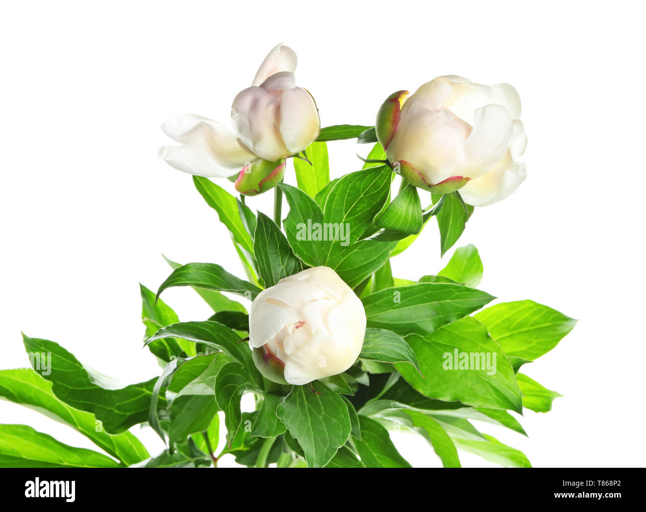 Beautiful peony flowers on white background Stock Photo - Alamy