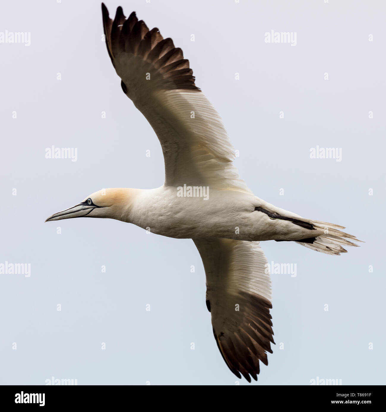 CAPE ST MARY'S ECOLOGICAL RESERVE, SAINT BRIDE'S, NEWFOUNDLAND, CANADA - August 14, 2018: Northern gannets at Cape St Mary's Ecological Reserve. Stock Photo