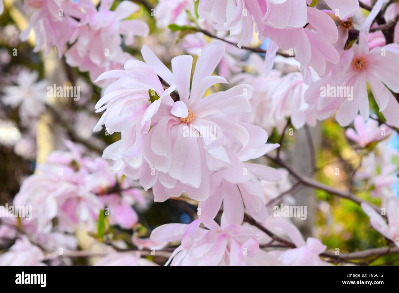 Magnolia in full bloom Stock Photo