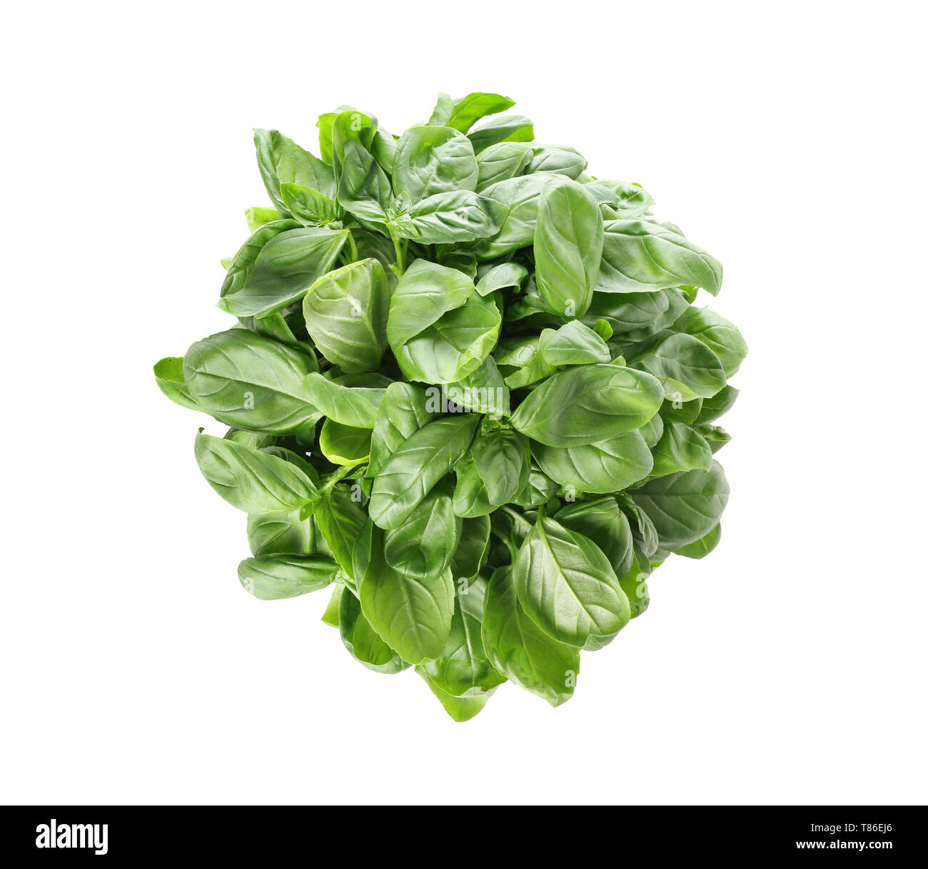 Bunch of fresh basil on white background Stock Photo - Alamy
