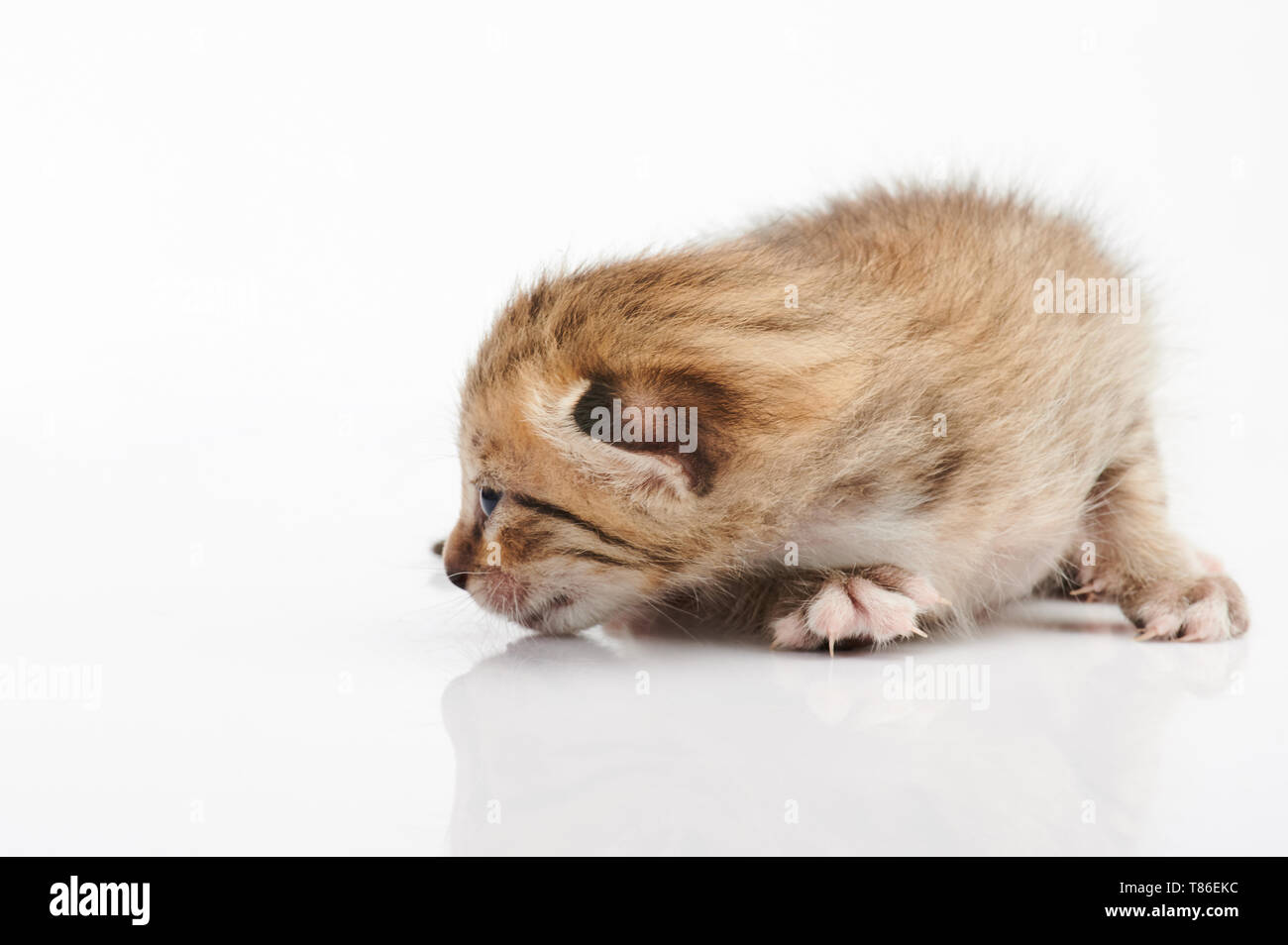 Baby kitty cat looking on side isolated on white background Stock Photo