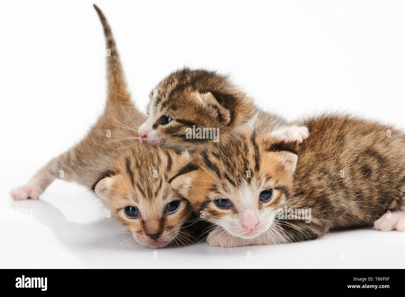 Group of kitty play isolated on white background Stock Photo