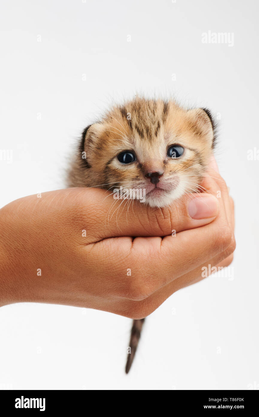 Woman hand holding cute kitty isolated on white background Stock Photo