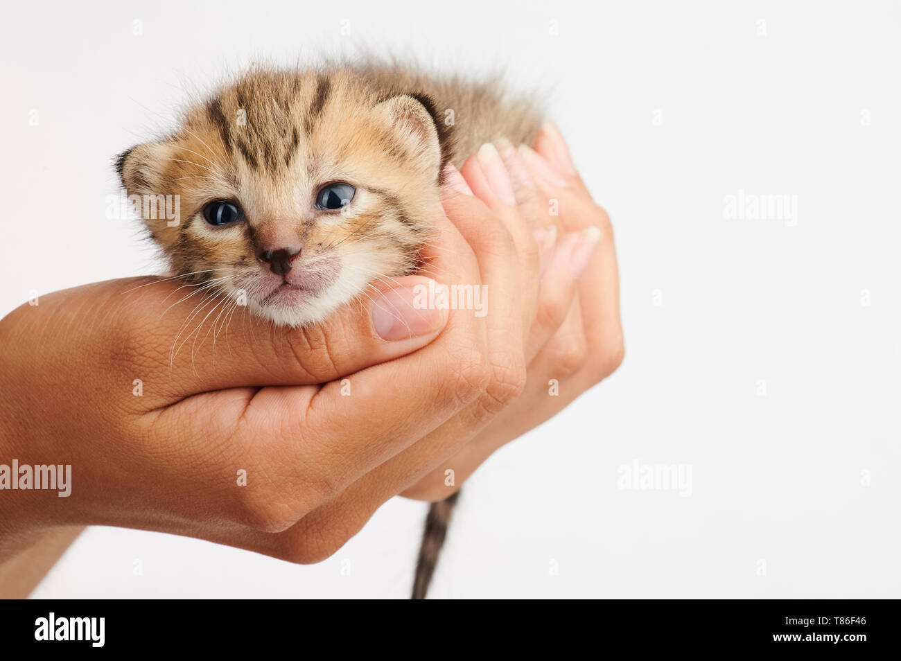 Portrait of cute kitty laying on human palm hand isolated Stock Photo