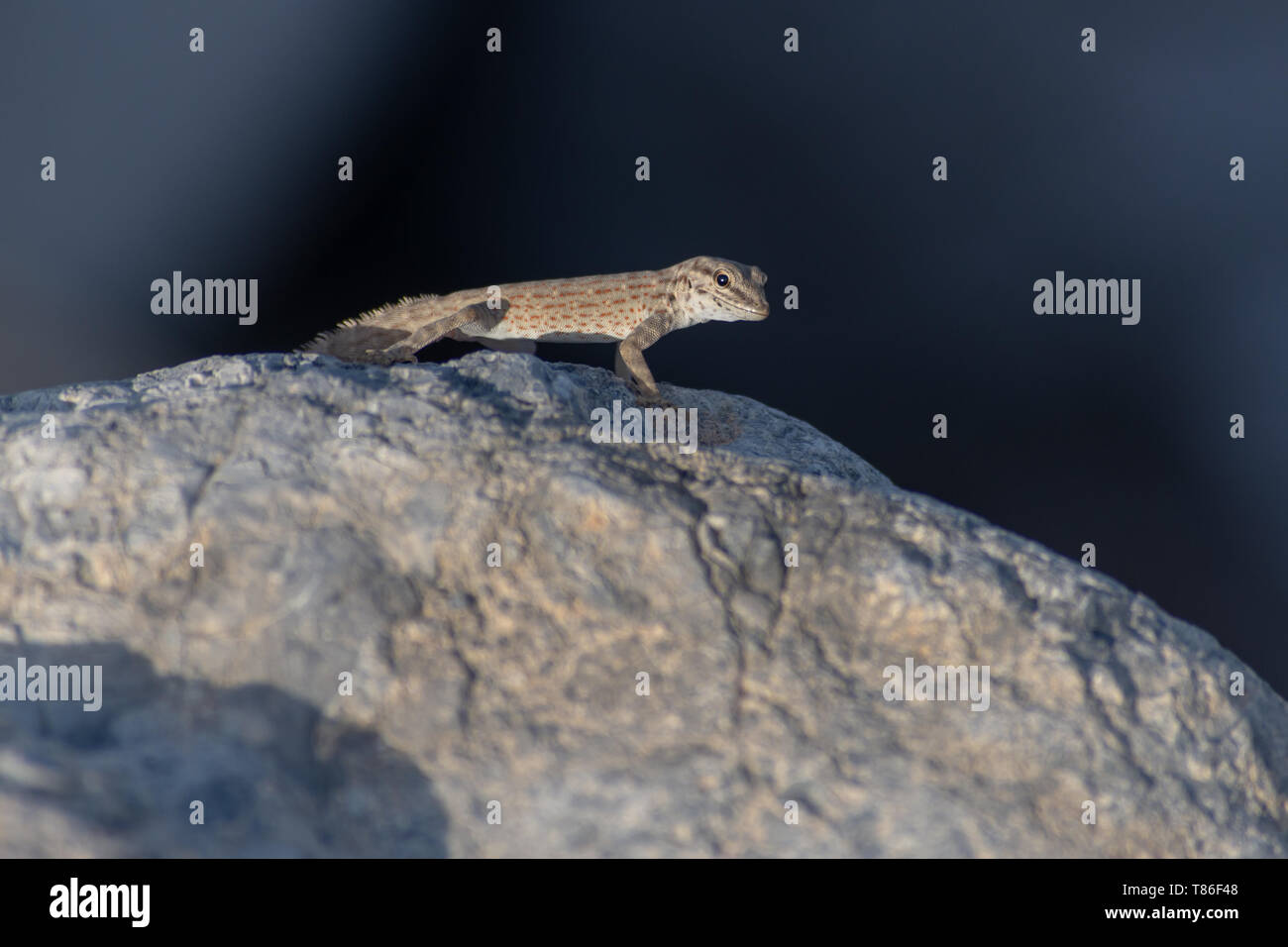 A Rock Semaphore Gecko (Pristurus rupestris) on a rock in the evening sun in Ras al Khaimah, United Arab Emirates. Stock Photo
