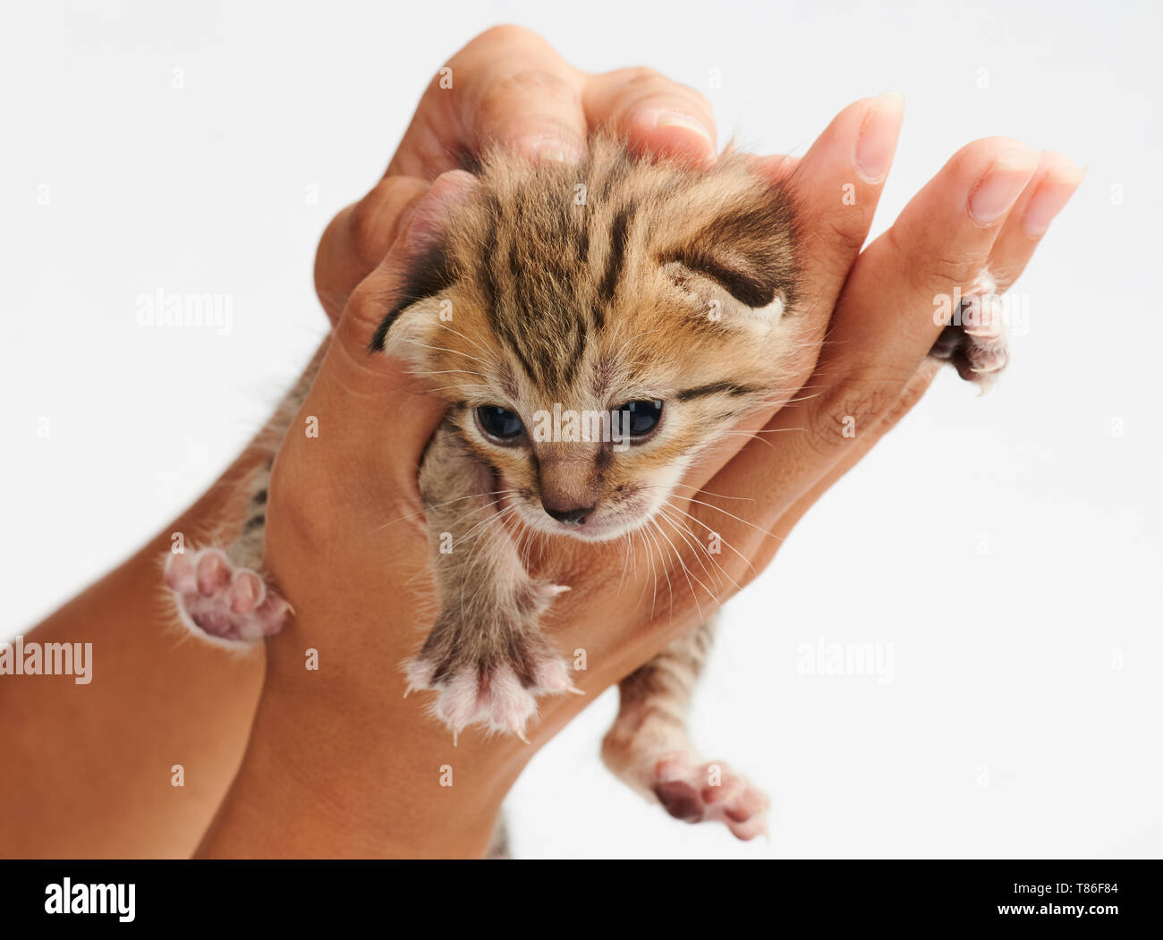 One kitty in woman hand isolated on white background Stock Photo