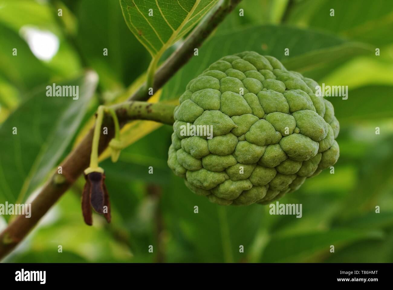 Sugar Apple sweetsop close up on tree Stock Photo - Alamy
