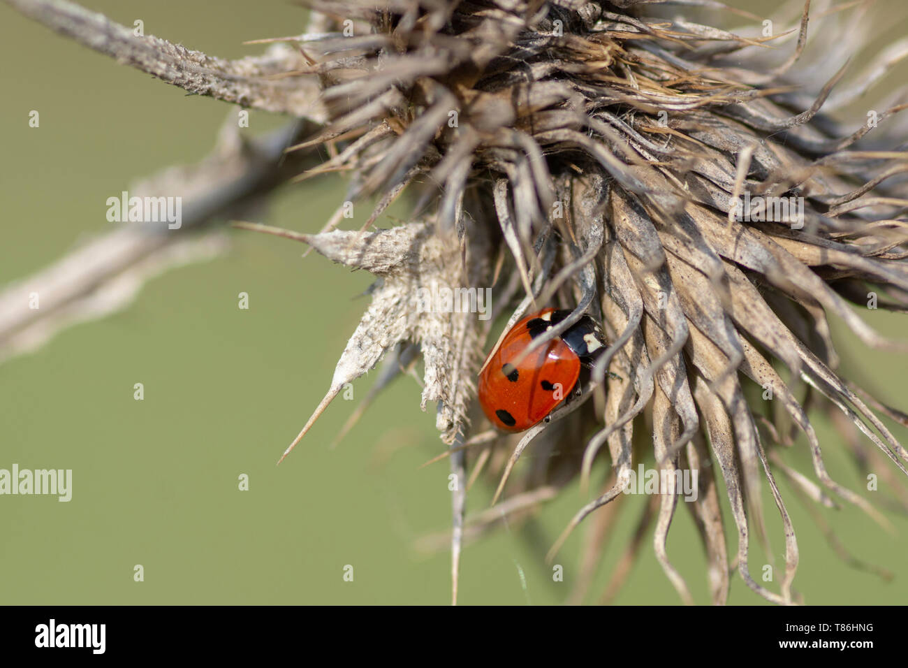 7-spot ladybird (Coccinella septempunctata) on teasel (Dipsacus sylvestris) Stock Photo